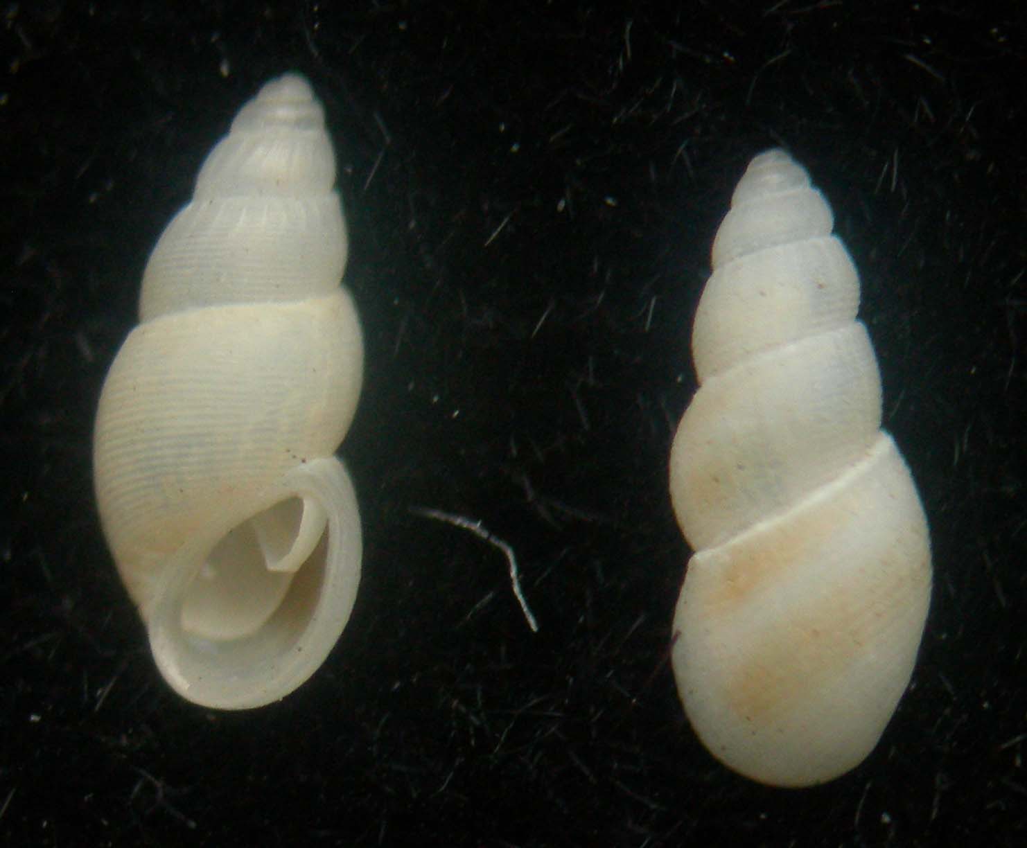 conchiglie ritrovate - specie atlantiche